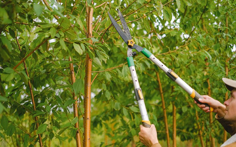 Tree trimming in Culbertson, NE